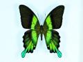 Papilio blumei aberration0 (Internet Image property of respective owner, non-commercial use only)